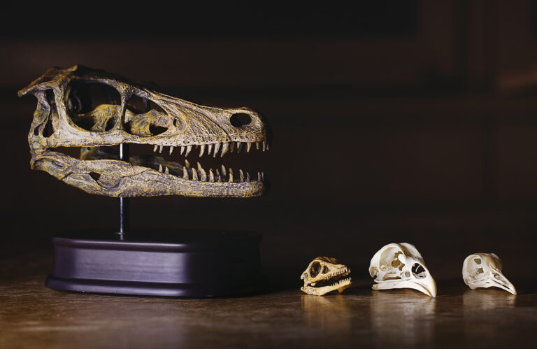 Is it true that there is no evidence of dinosaurs’ evolution?