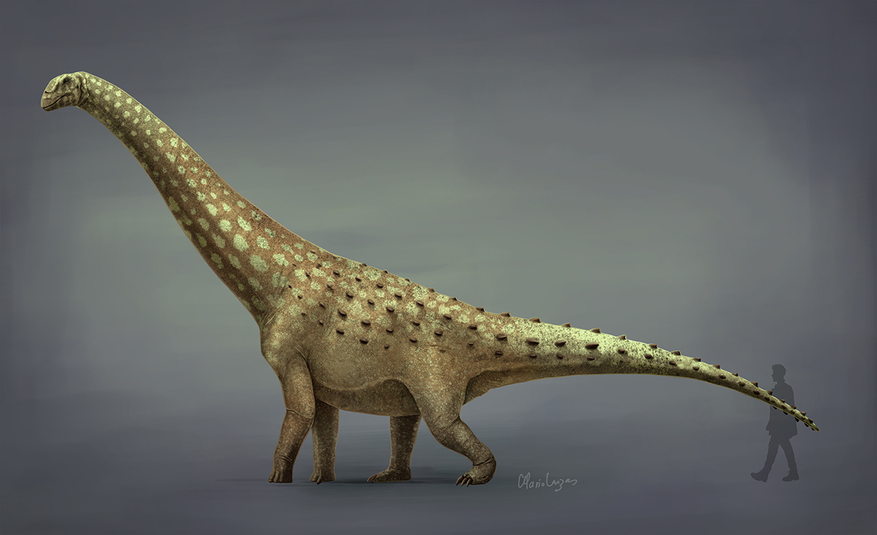 File:Diamantinasaurus reconstruction. 2021.jpg - Wikimedia Commons