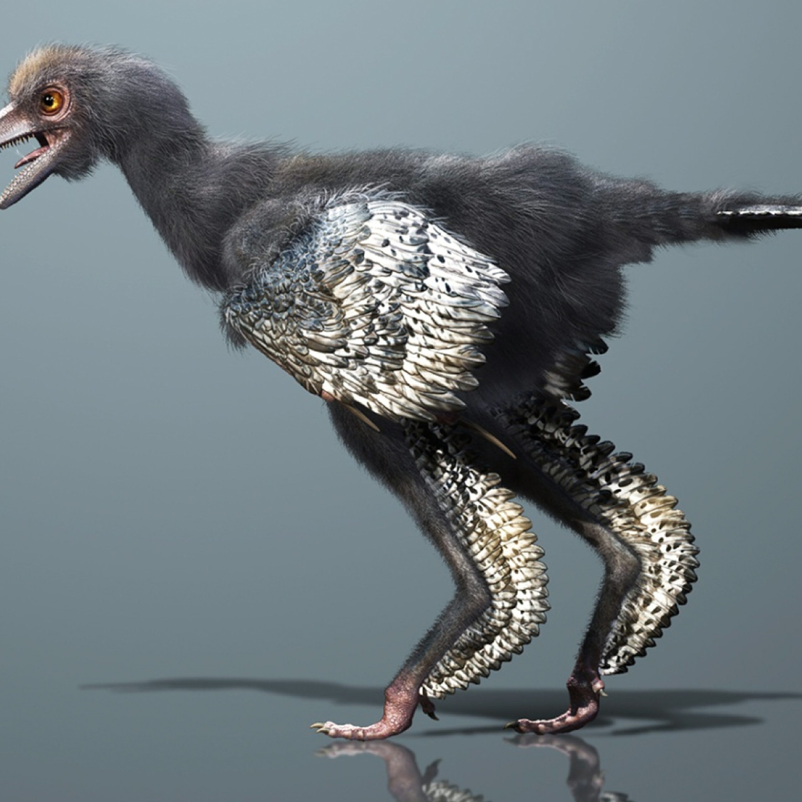 New Candidate for World's First Bird