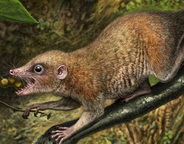 UF Researcher Helps Confirm Ancient Primates Once Walked with Dinosaurs -  News