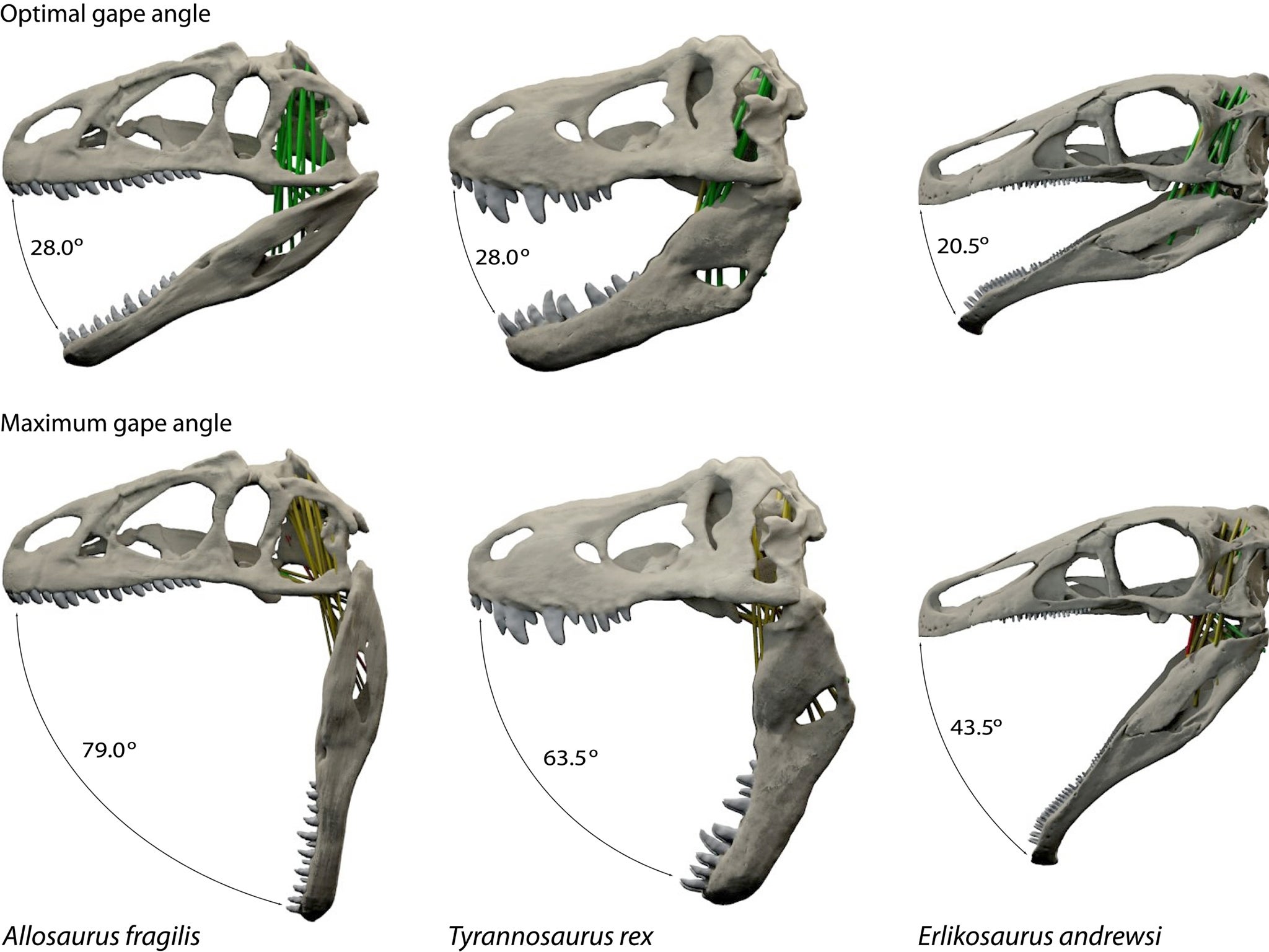 T-rex could open its mouth really wide, scientists discover | The  Independent | The Independent